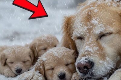 Gelée Dans La Neige : Le Combat Désespéré D’une Chienne Pour Sauver Ses Chiots !