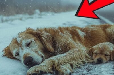 ❄️ Coincée Dans La Neige Avec 4 Chiots, Elle Implore Miséricorde… 🐾