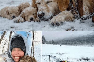 Coincée sous la neige glaciale, une mère chienne affronte l’impossible pour sauver ses chiots nouveau-nés : une histoire bouleversante de courage, d’amour maternel et d’instinct de survie qui va émouvoir le monde entier.
