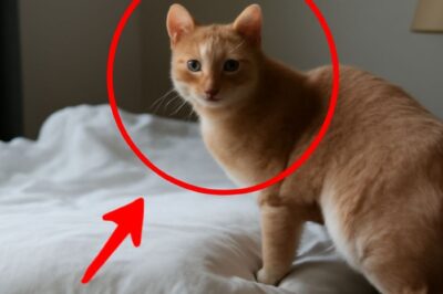 “Le dernier regard d’un chat avant de partir : Une scène poignante où les larmes ne sont pas encore sèches”