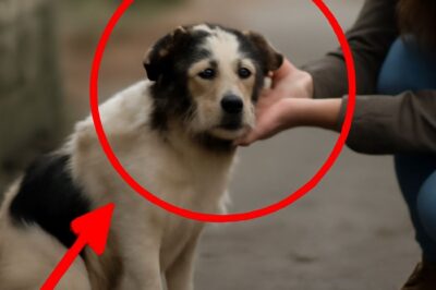 “L’histoire émouvante d’un chien aveugle abandonné : Comment un inconnu lui a redonné espoir”