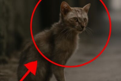 “Le chat disparu pendant trois ans : Ce qu’il est devenu va vous briser le cœur”