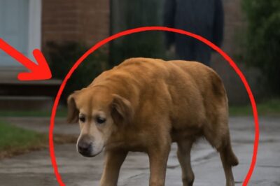 “Le chien retrouvé dans la pluie : Retour à la maison de son passé, mais il est trop tard”
