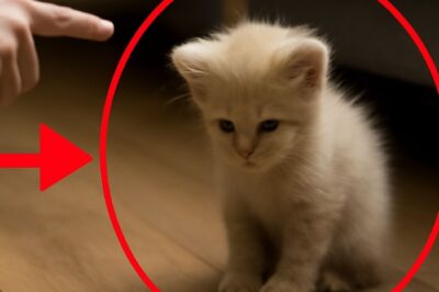 “Le chaton qui a abandonné son bonheur à cause d’un simple mot”
