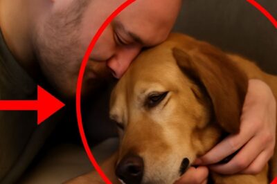 “Le chien mourant dans les bras de son maître : L’amour peut-il vraiment tout guérir ?”