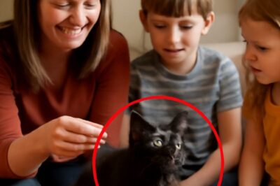 “Le chat qui a trouvé une famille après des années de souffrance : Un prix élevé à payer pour l’amour retrouvé”