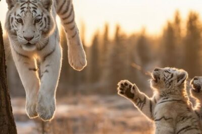Des cris dans la forêt : deux bébés fauves sauvent leur mère ligotée… ce qui suit glace le sang