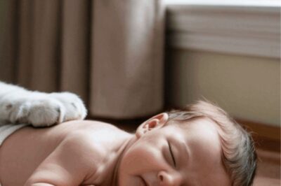 « Le bébé refuse de dormir seul… puis ses parents découvrent un petit tigre dans sa chambre »