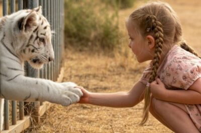 « Un bébé tigre coincé dans un portail en métal — ce que cette jeune fille a fait ensuite a bouleversé tout le monde aux larmes »