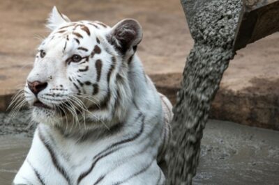 « Un petit tigre veut sauver sa maman coincée dans du béton — ce que cette femme a fait est incroyable ! »
