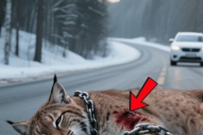 « Un bébé lynx cherche de l’aide pour sauver sa mère — ce qui s’est passé ensuite va vous bouleverser »