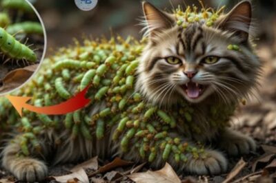 « Nous avons trouvé ce chat Ragdoll couvert de chenilles venimeuses 😱 — Une histoire de sauvetage bouleversante »