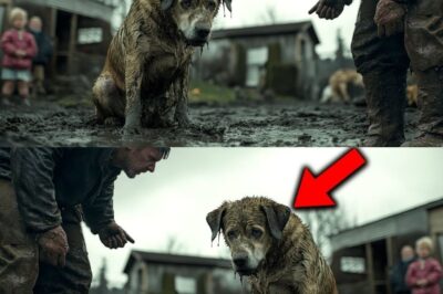 « Battu, abandonné, oublié… Deux ans plus tard, ce chien fait une transformation qui vous laissera sans voix »