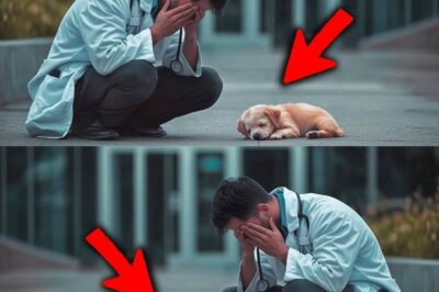 « Pourquoi ce chiot dort-il chaque nuit devant l’hôpital ? La vérité va vous briser le cœur »