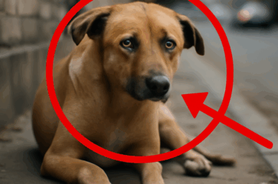 “Un chien abandonné dans la rue : son regard d’angoisse avant la fin”