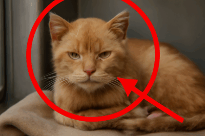 Ce chat de refuge, seul et malade, fait un geste héroïque avant de partir à jamais