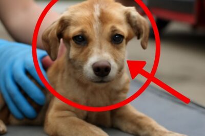 “Le chiot sauvé de l’enfer : comment il a retrouvé sa famille trop tard”
