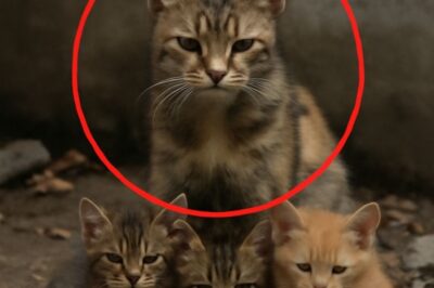 “Une mère chat brisée par la tragédie : son dernier regard sur ses petits avant l’ultime adieu”