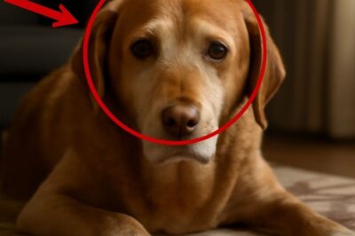 “Un chien âgé, ses yeux pleins de tristesse : une décision fatidique avant le dernier adieu”