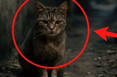 “Un chat des rues, brisé par la vie : son regard de survie après tant d’épreuves”