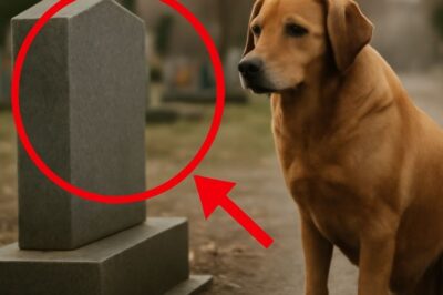 “Un chien fidèle, un dernier adieu déchirant à son maître après des années d’amour inébranlable”