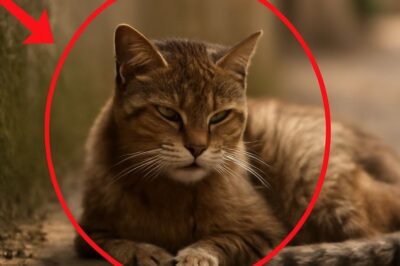 “Un chat errant, seul et fatigué, trouve la paix avant son dernier souffle”