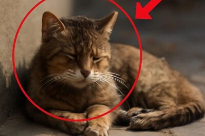 Un chat errant, seul et fatigué, trouve la paix avant son dernier souffle