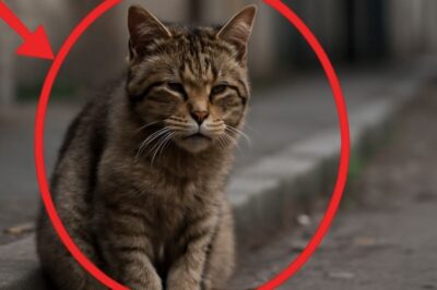 Un chat errant, seul et fatigué, trouve la paix avant son dernier souffle