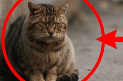 Un chat errant, seul et fatigué, trouve la paix avant son dernier souffle