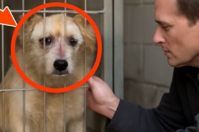 Un chien battu, ressuscité par l’amour : une histoire de rédemption et de justice