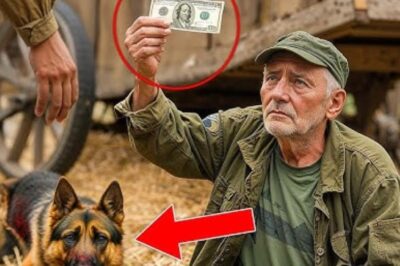 Un vétéran sans-abri a payé 5 $ pour un berger allemand blessé, mais ce que le chien a fait ensuite l’a laissé sous le choc !