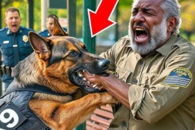 La police a ordonné à un chien K9 d’attaquer un vétéran noir âgé. Personne ne pouvait imaginer ce que le chien a fait ensuite.