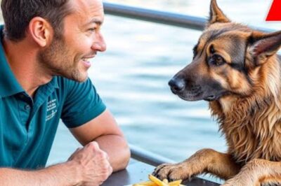 L’homme ne comprenait pas pourquoi un chien s’introduisait chez lui pour lui voler sa nourriture — la raison vous choquera