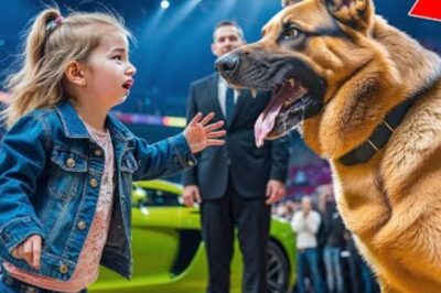 Un milliardaire parie 1 million de dollars que personne ne peut calmer son chien — une fille atteinte du syndrome de Down lui prouve complètement qu’il a tort