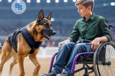 Un adolescent paralysé fait face à un berger allemand FÉROCE : ce que le chien a fait ensuite a CHOQUÉ tout le monde !