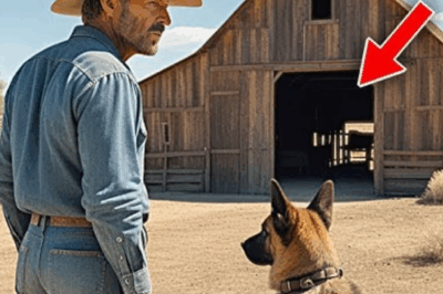 Le rancher a vu son chien fixer la grange tous les soirs… jusqu’à ce qu’ils trouvent ce qui y était enterré !