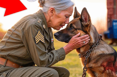 Un vétéran est rentré chez lui et a trouvé son chien de guerre enchaîné comme un déchet. Le mouvement suivant était incroyable…