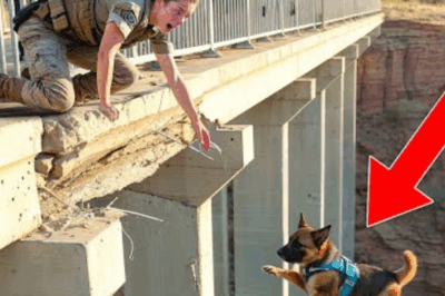 Un chiot berger allemand tombe d’un pont et quelque chose d’incroyable s’est produit…