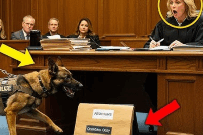 Un chien K9 a traîné un officier dans la salle d’audience : ce qu’il a trouvé sous le banc a stupéfié le juge !