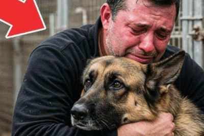 Un chiot berger allemand regarde son frère se faire emmener… Ce qu’il fera ensuite vous touchera le cœur