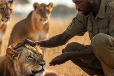 Un homme sauve un lion des barbelés. Ce que font les lions ensuite vous laissera stupéfait !