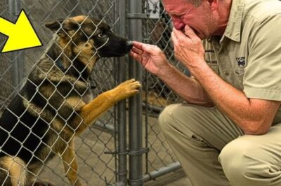 Un chiot berger allemand pleure en reconnaissant un homme au centre de détention – mais la suite est une tragédie inattendue et touchante ! Une rencontre qui bouleverse tout et laisse tous les présents sous le choc. Découvrez pourquoi personne n’aurait pu prédire la suite !