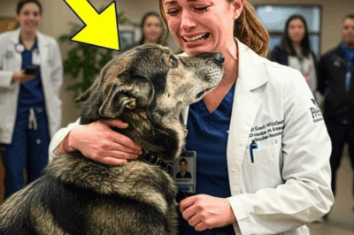 Un Chien Allemand de Reconnaît la Femme Qui l’a Sauvé 7 Ans Plus Tôt, Mais Le Destin Réserve Une Tragédie Inattendue – Une Histoire d’Amour, de Souffrance et de Séparation qui Déchire les Cœurs ! Découvrez ce qui se Passe Quand les Liens Invisibles de la Compétence Humaine et Animale se Confrontent au Temps et à la Douleur Injuste.