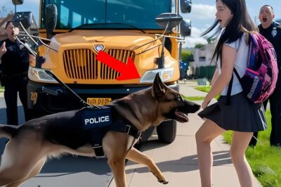 Un berger allemand K9 a sauvé la vie d’une fillette, mais aucun humain ne pouvait expliquer ce qu’il ressentait.