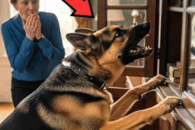 Le chien K9 qui n’arrêtait pas d’aboyer — Ce qu’il a révélé a résolu une affaire non résolue vieille de 50 ans !.