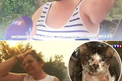Incendie dans l’Aude : en plein JT de TF1, une femme avoue avoir abandonné ses chats, les téléspectateurs scandalisés