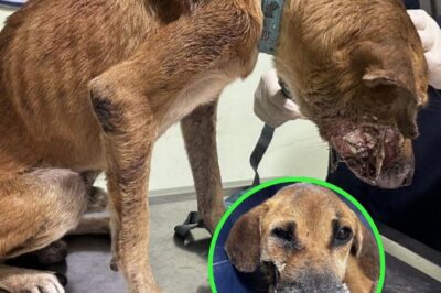 Le chien gravement blessé suite à un accident a été abandonné et un miracle lui est alors arrivé.