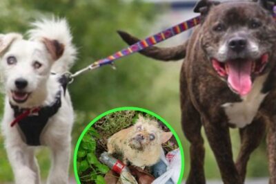 Du désespoir à l’espoir : un chien errant conduit les sauveteurs vers un compagnon aveugle.