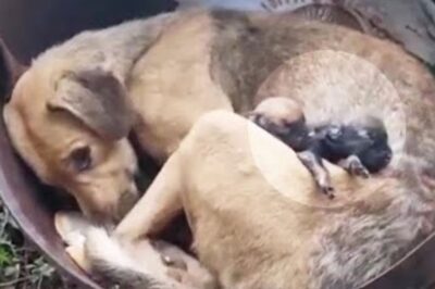 Une chienne se mobilise pour protéger ses chiots nouveau-nés après avoir accouché au milieu des décombres