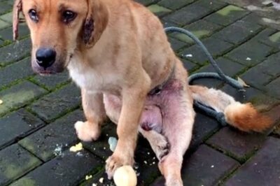 Du désespoir à l’espoir : le chien errant qui a trouvé une seconde chance